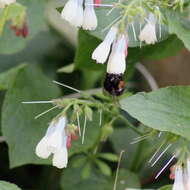 Image de Anthophora plumipes (Pallas 1772)