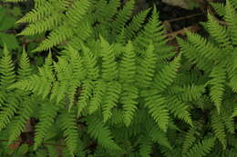 Image of Athyrium brevifrons Nakai ex Kitag.