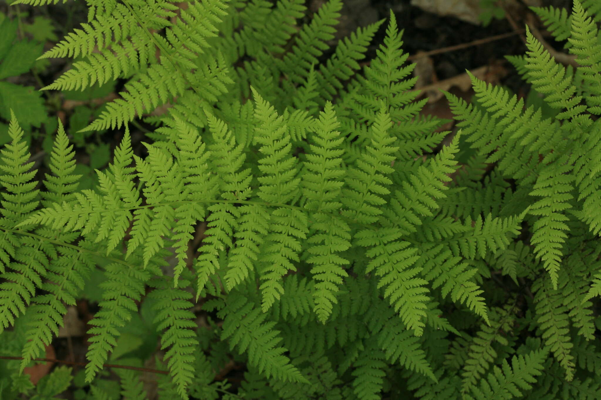 Image of Athyrium brevifrons Nakai ex Kitag.