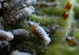 Image of Woolly aphids