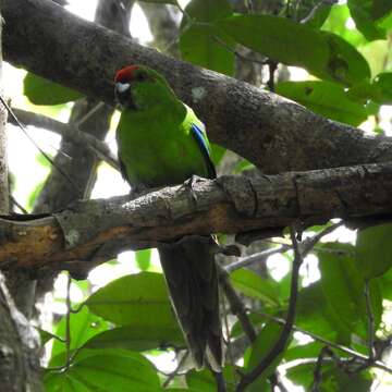 Image of Norfolk Parakeet