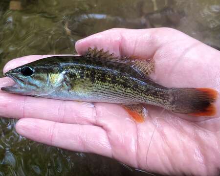 Image of Chattahoochee bass