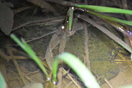 Image of Chinese Edible Frog