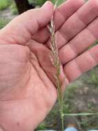 Sivun Pappophorum bicolor E. Fourn. kuva