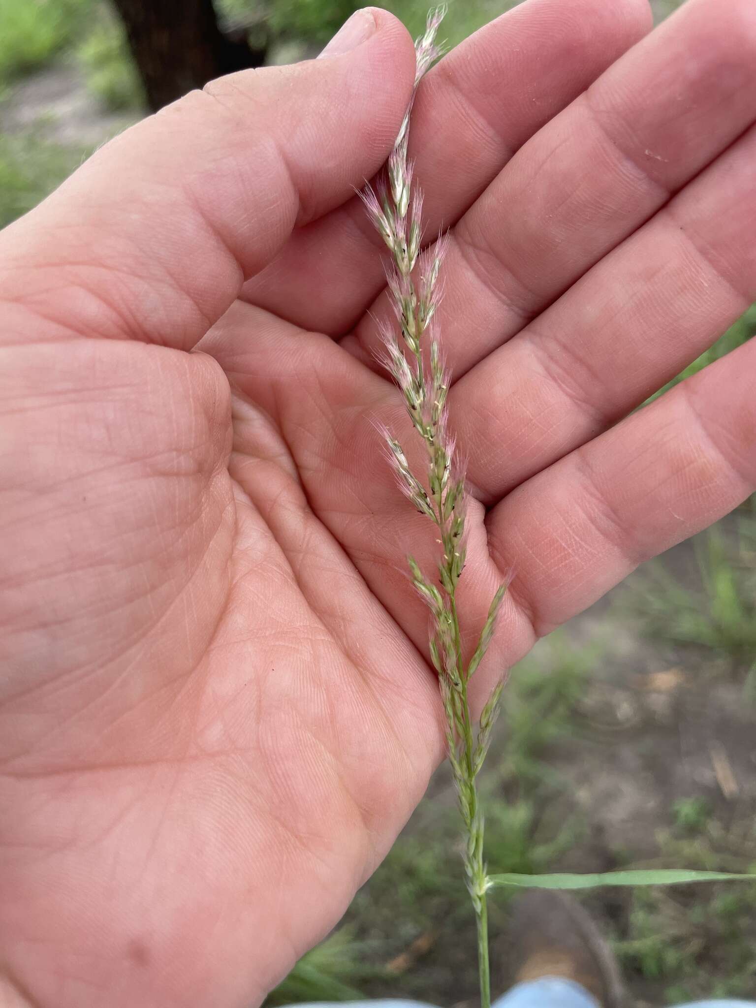 Sivun Pappophorum bicolor E. Fourn. kuva