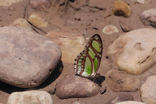 Image of dido longwing