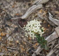 Image of Pimelea humilis R. Br.