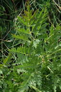 Imagem de Pulsatilla alpina subsp. austroalpina D. M. Moser