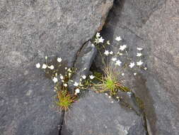 Image of knotted pearlwort