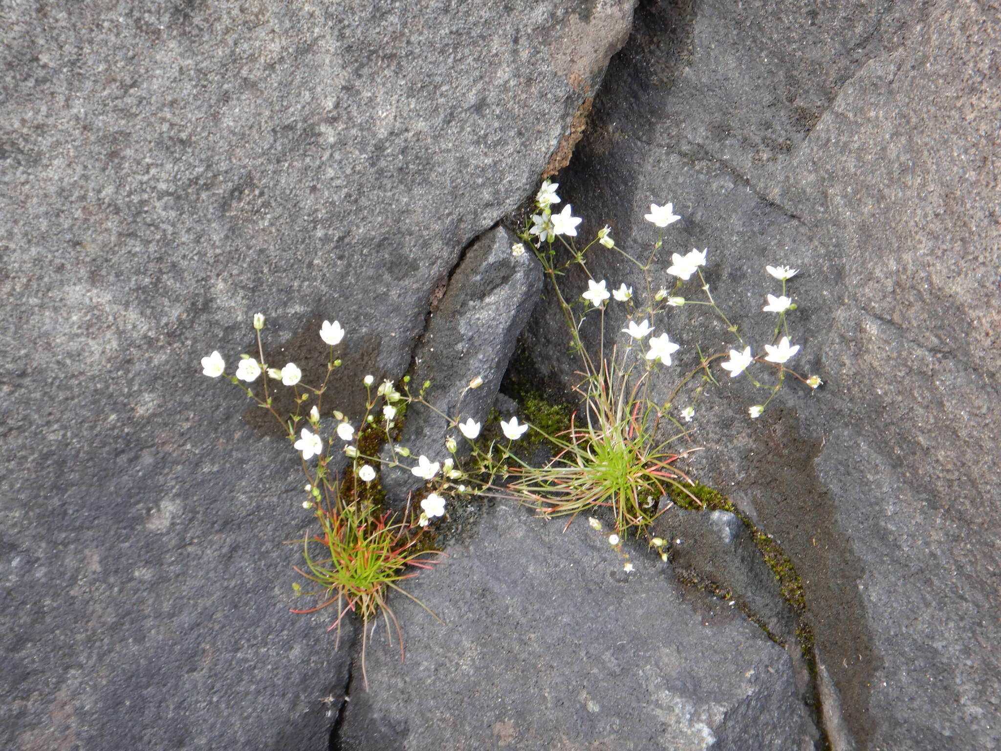 Image of knotted pearlwort