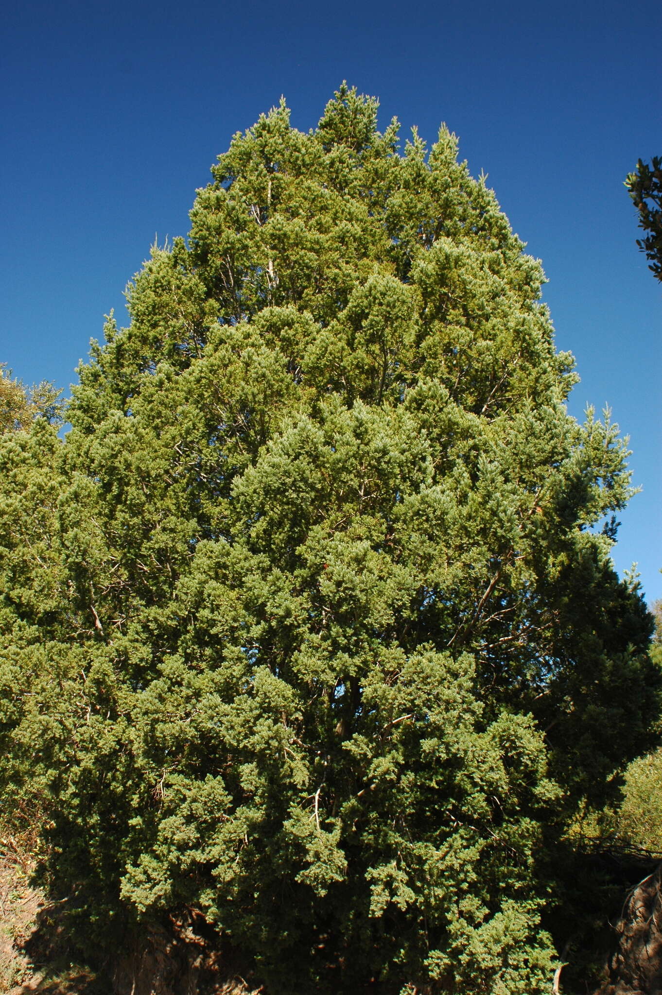 Image de Prumnopitys andina (Poepp. ex Endl.) de Laub.