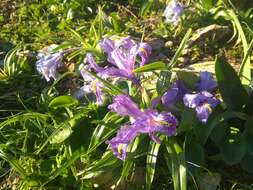 Imagem de Iris planifolia (Mill.) T. Durand & Schinz