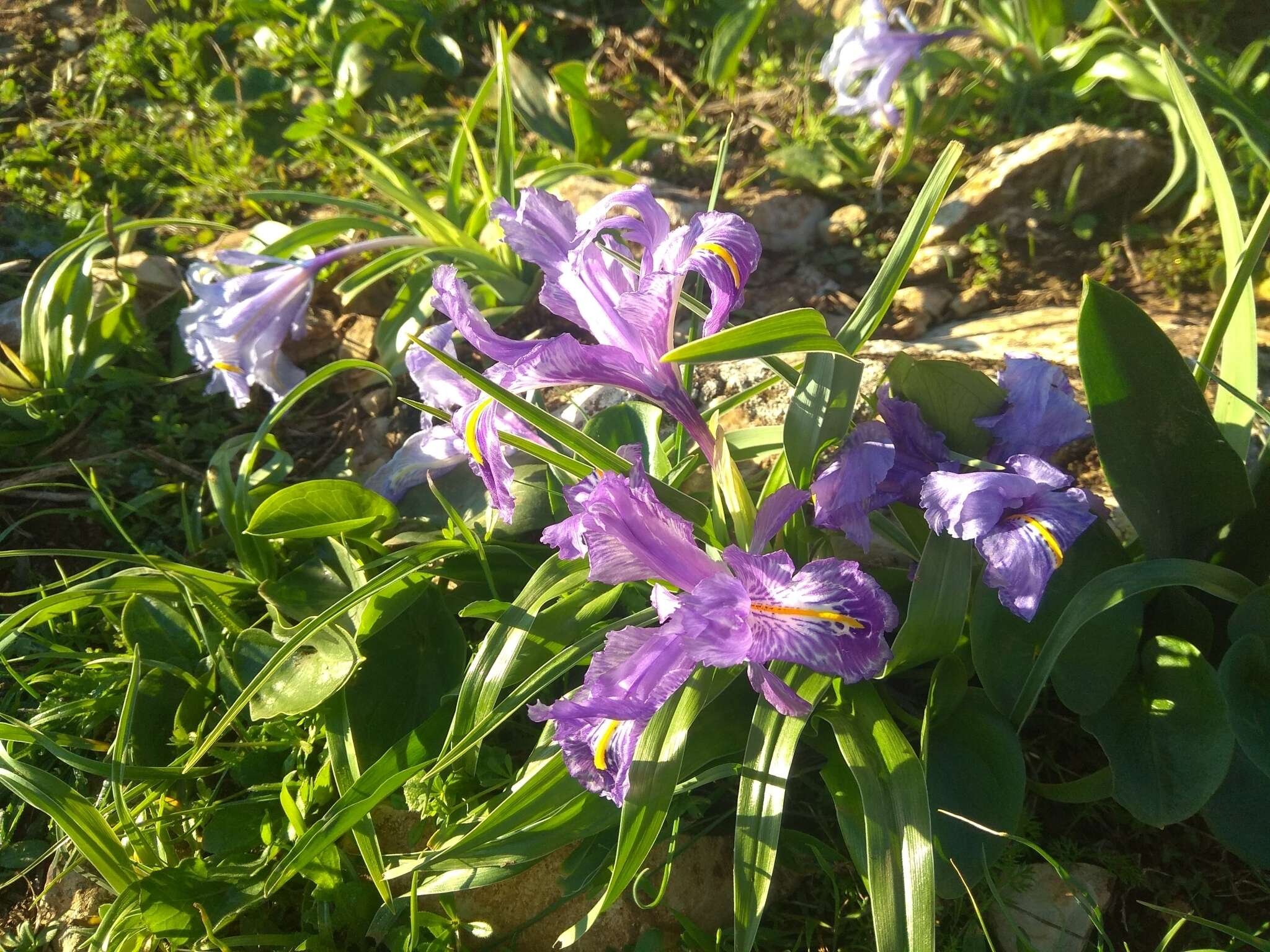 Imagem de Iris planifolia (Mill.) T. Durand & Schinz