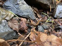Image of Larch Mountain salamander