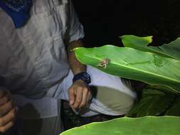 Image of Whistling coqui