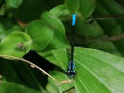 Image de Mesamphiagrion laterale (Selys 1876)