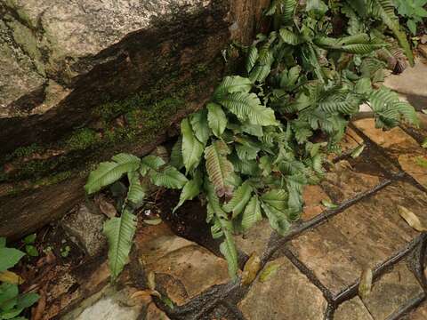 Imagem de Leptochilus pteropus (Bl.) Fraser-Jenk.