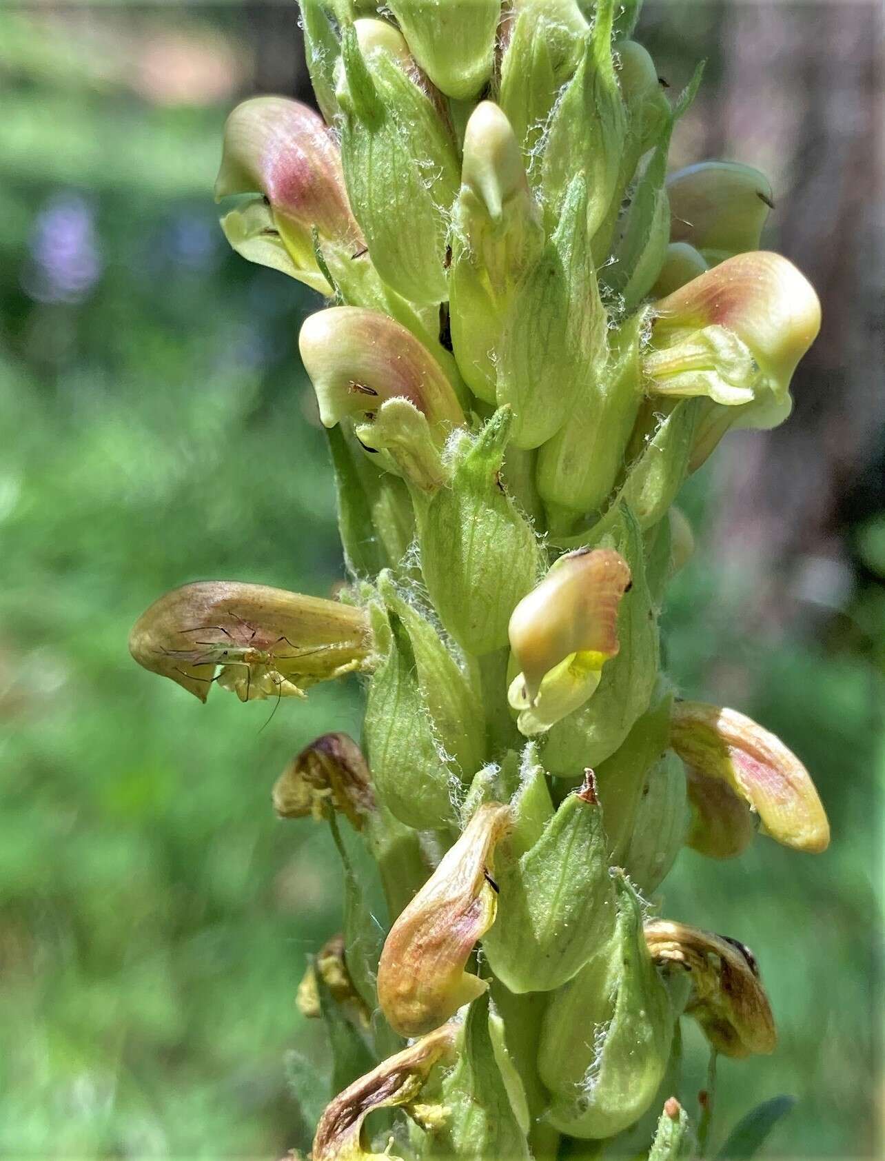 Imagem de Pedicularis bracteosa var. latifolia (Pennell) Cronq.