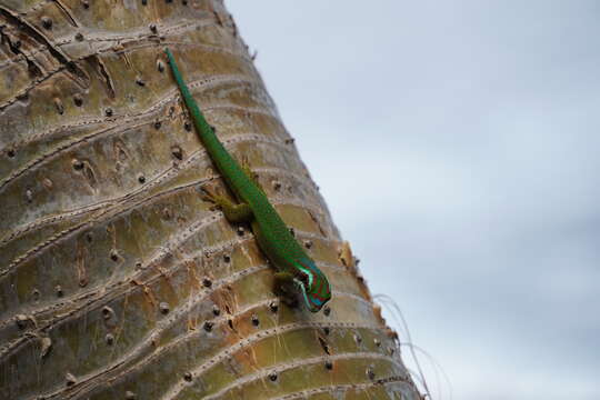 Image of Reunion Island ornate day gecko