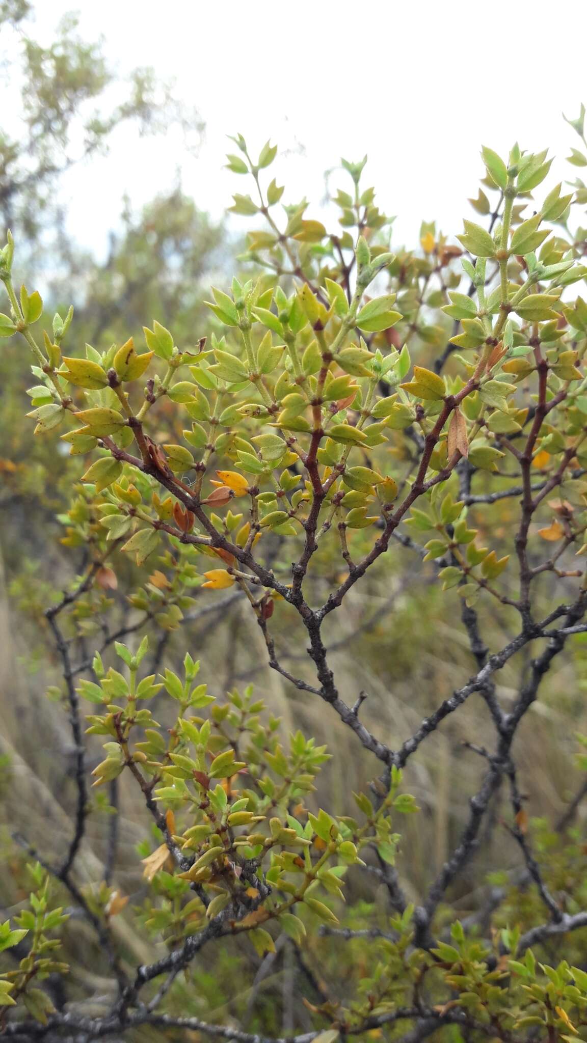 Image de Larrea cuneifolia Cav.