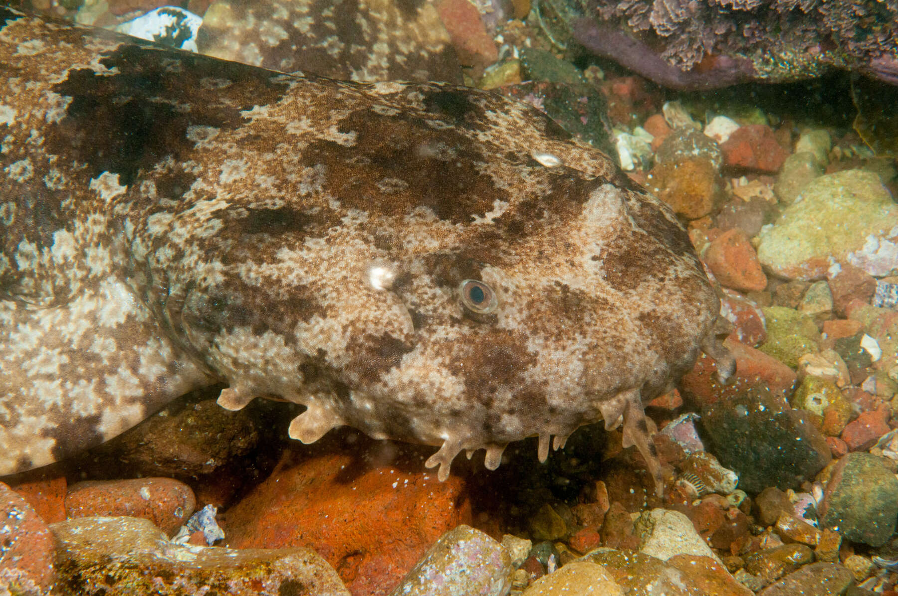 Image of Ornate Wobbegong