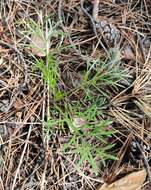 Image de Artemisia pubescens Ledeb.