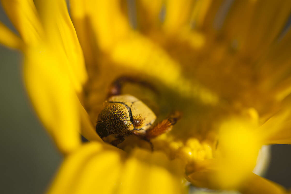 Image of Clanwilliam daisy