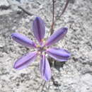 Sivun Jaimehintonia gypsophila B. L. Turner kuva