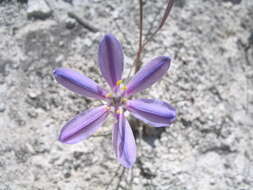 Image of Jaimehintonia gypsophila B. L. Turner