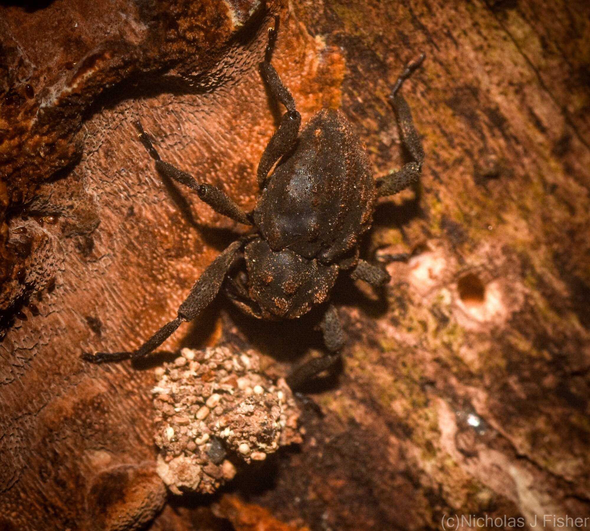 Image of Paleticus subereus Lea 1898