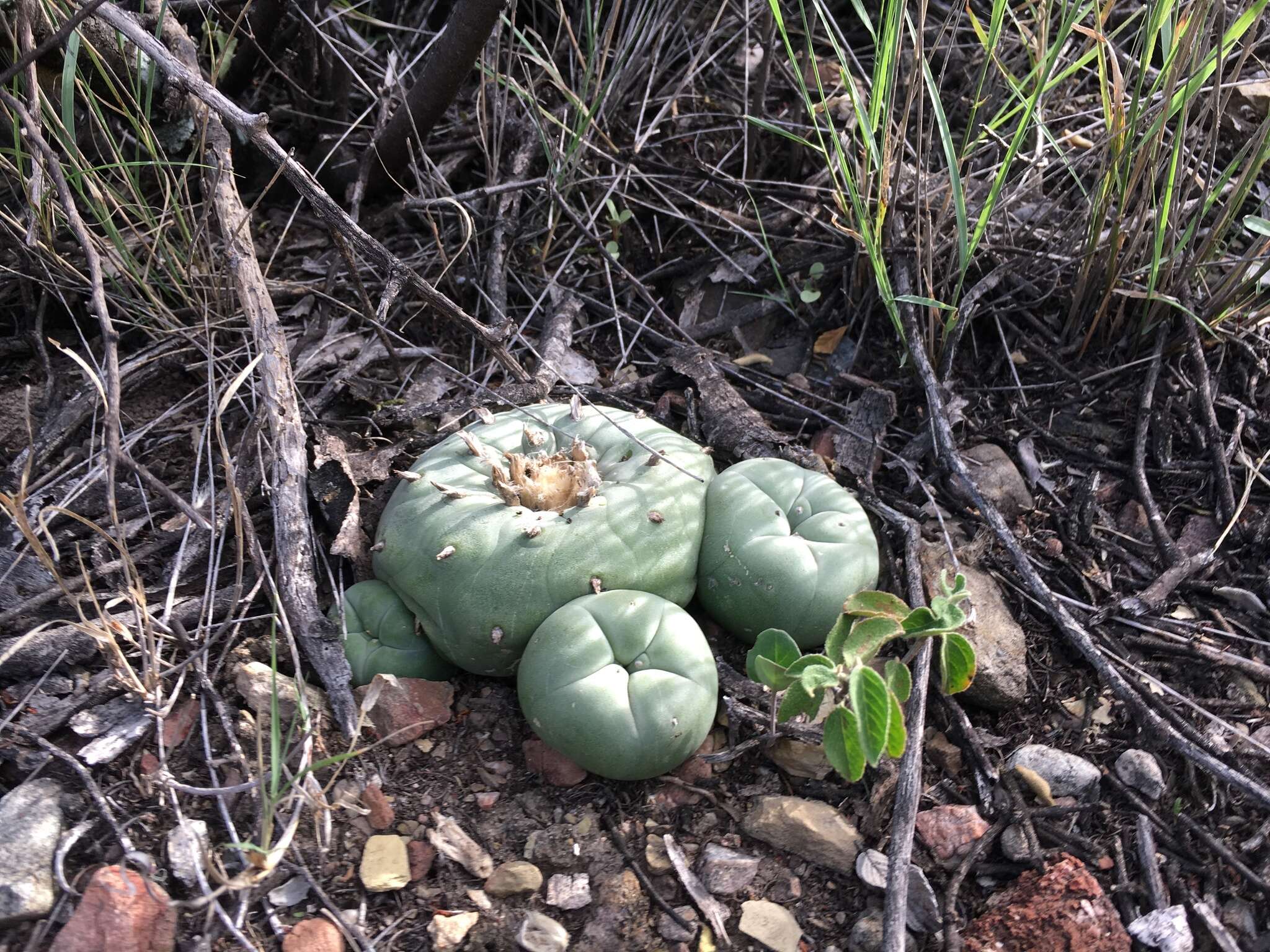 Image of Peyote