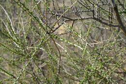 Image of Aspalathus spinescens subsp. lepida (E. Mey.) R. Dahlgren