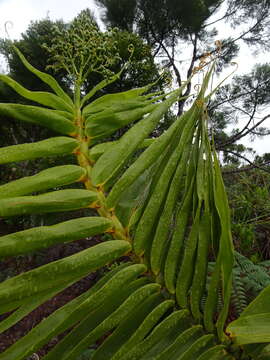 Imagem de Flagellaria neocaledonica Schltr.