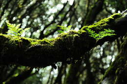 Image of hare's-foot fern