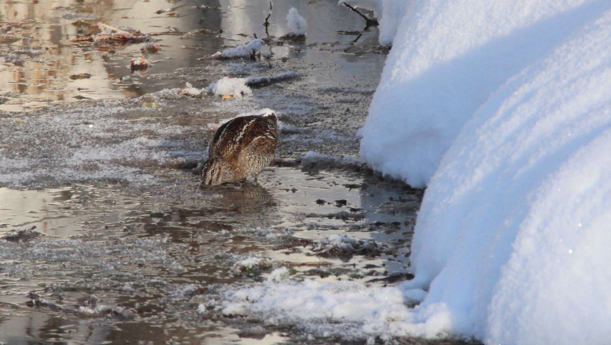 Image of Solitary Snipe