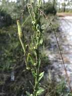 Image of Stagmomantis floridensis Davis 1919