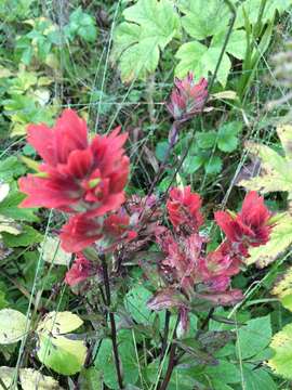 Image of Panhandle Indian-Paintbrush