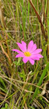 Image of marsh rose gentian