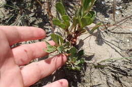Image of limewater brookweed