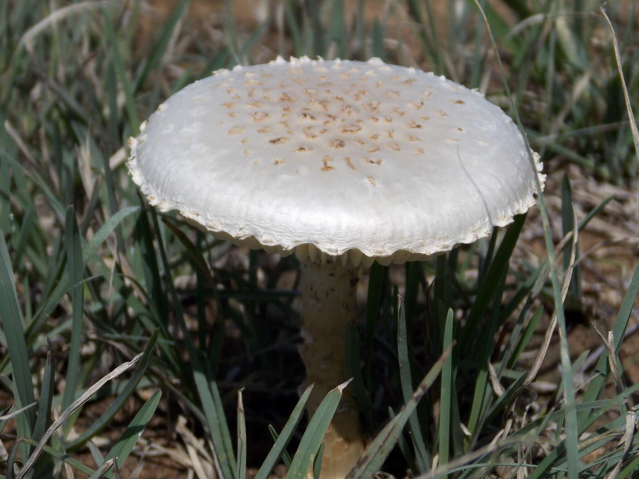 Слика од Saproamanita prairiicola (Peck) Redhead, Vizzini, Drehmel & Contu 2016