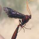 صورة Thyreodon ornatipennis Cresson 1874