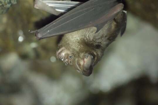 Image of Great Himalayan Leaf-nosed Bat