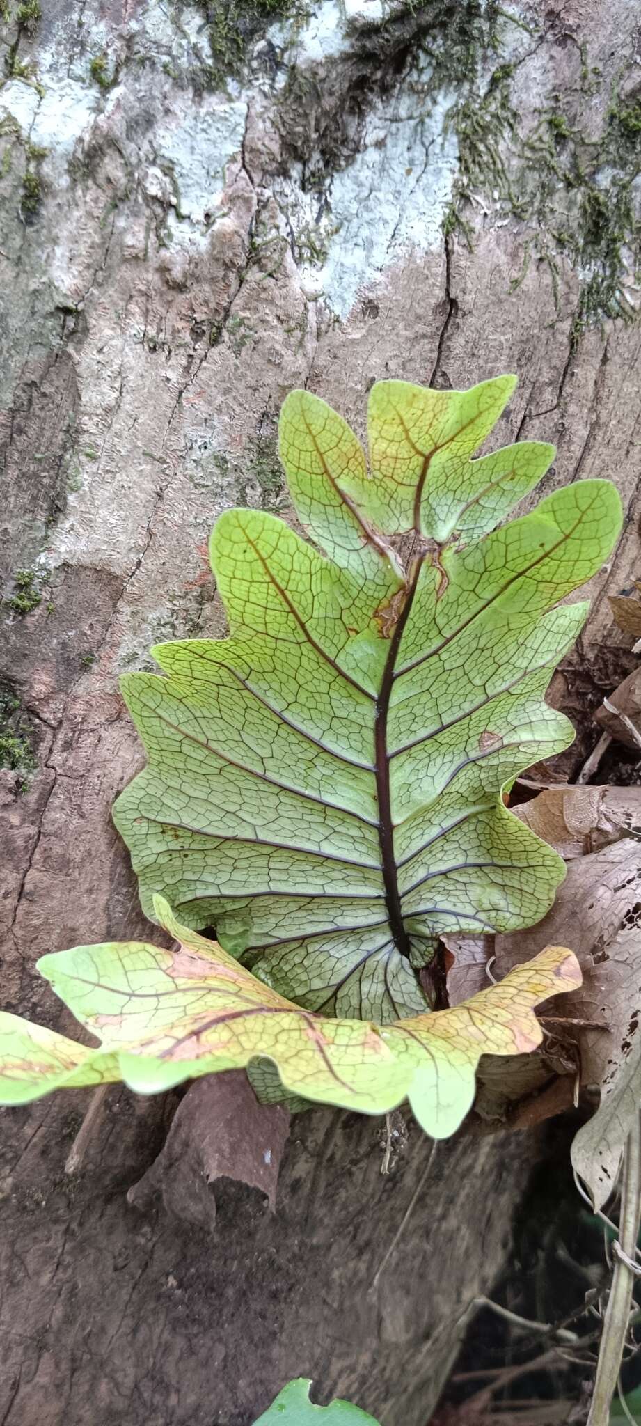 栎叶槲蕨的圖片