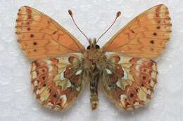 Image of <i>Boloria <i>alaskensis</i></i> alaskensis