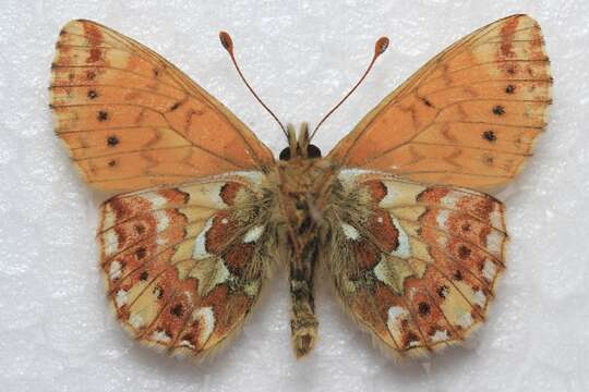 Image of <i>Boloria <i>alaskensis</i></i> alaskensis