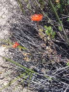 Image of Lampranthus stenopetalus (L. Bol.) N. E. Br.