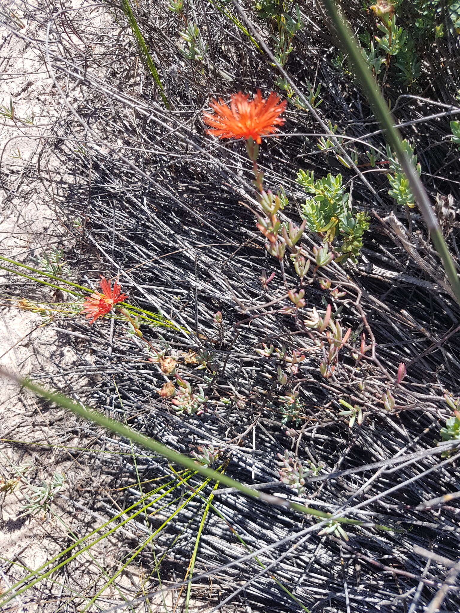 Image of Lampranthus stenopetalus (L. Bol.) N. E. Br.