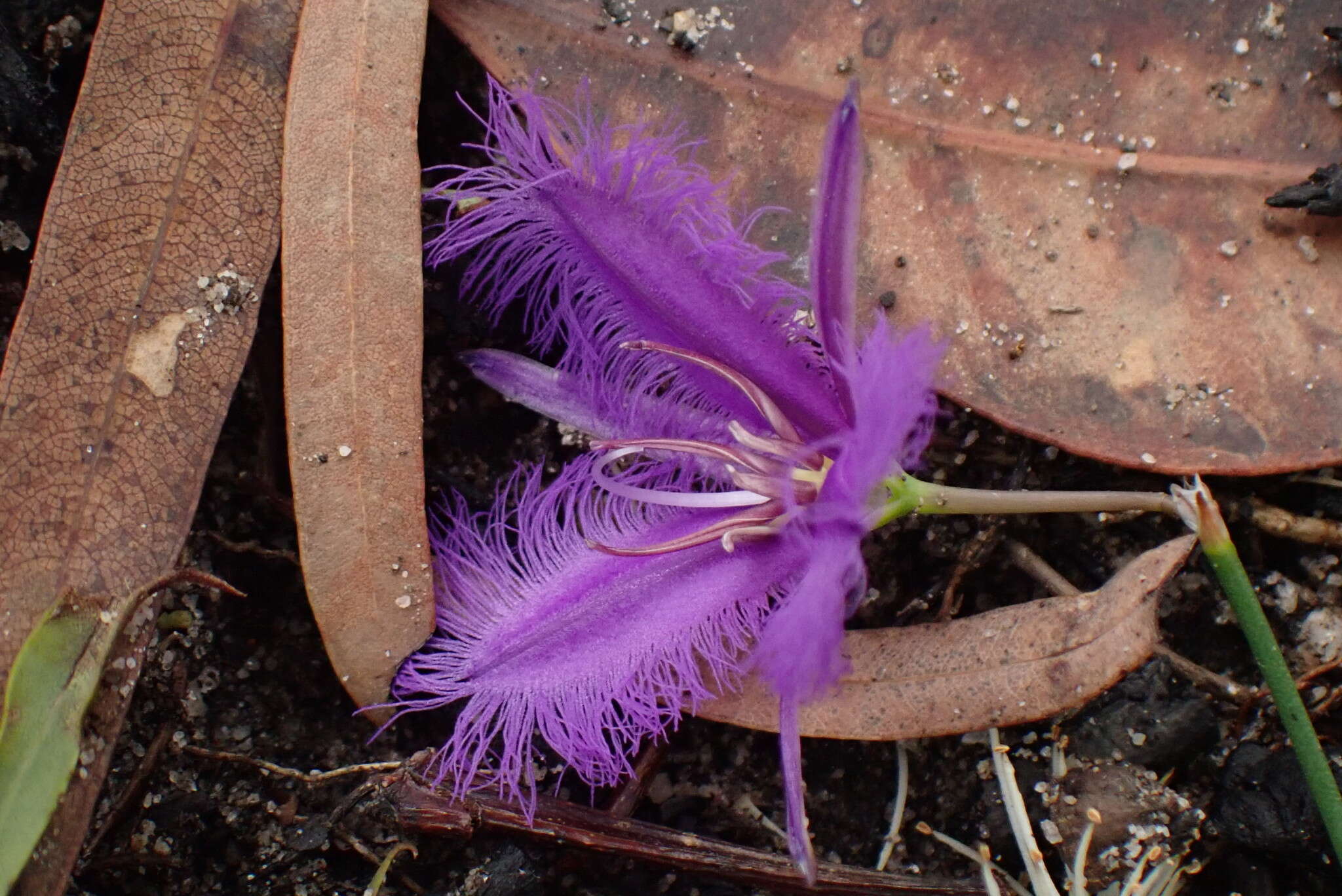 Image of Thysanotus juncifolius (Salisb.) J. H. Willis & Court