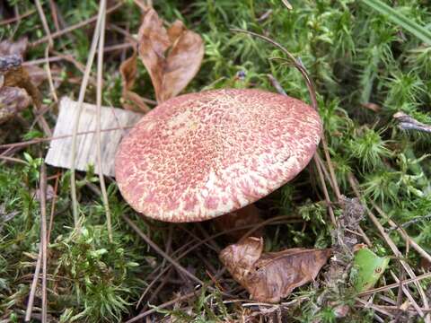 Image of Clinton’s boletus