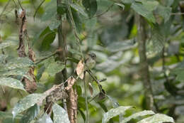 Image of Moustached Babbler